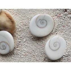 Perle oeil de sainte lucie 14mm