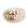 Coquillage pendentif 13mm blanc X 6