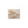 Petit coquillage demi cauri 12 -15mm blanc X6