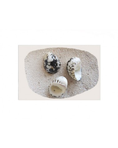 Coquillage perle -2 trous-Noir et blanc