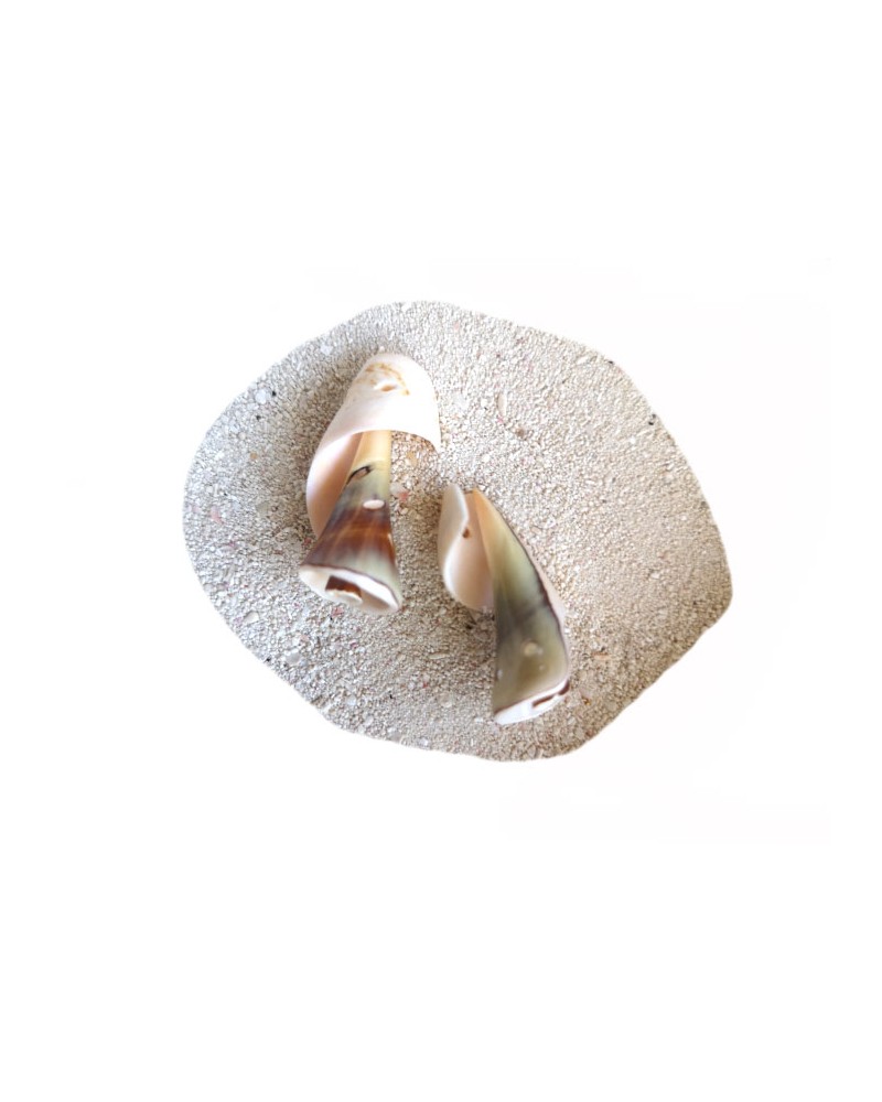 Perle coquillage spirale 3 trous - vernissé
