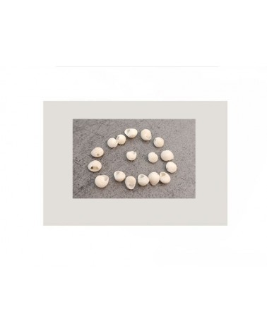 Perles coquillages baby escargots 5x4mm-Blanc