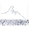 Cordon tissu liberty adelajda-Bleu